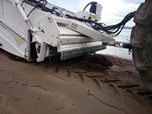 Removing the sargassum from the beach